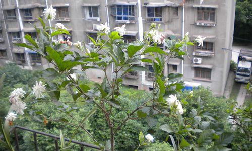 茉莉花怎么养才能更旺盛（分享茉莉花养植方法及注意项）