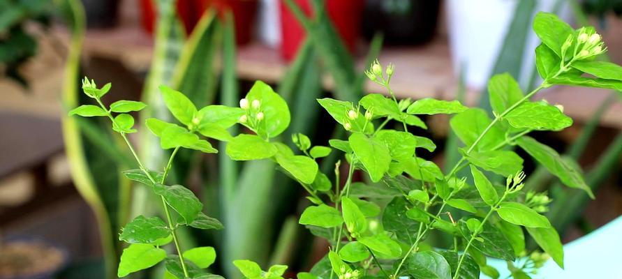 茉莉花怎么养才能更旺盛（分享茉莉花养植方法及注意项）