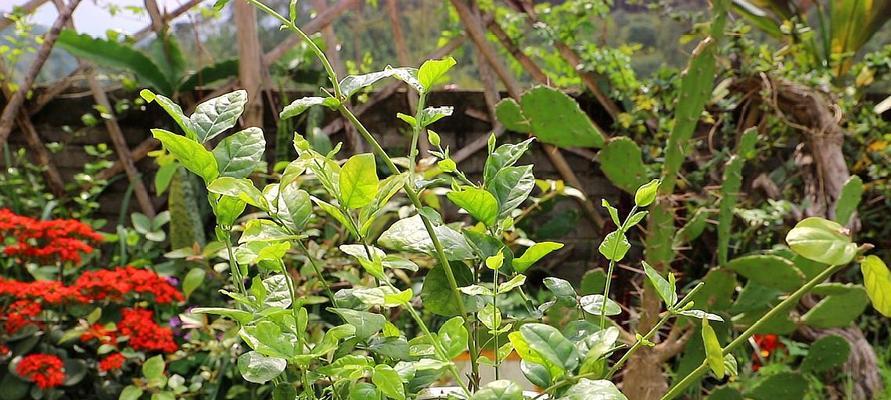 茉莉花怎么养才能更旺盛（打造茉莉花健康生长的秘诀）