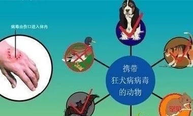 猫咬镜头怎么办？有相关的视频教程吗？