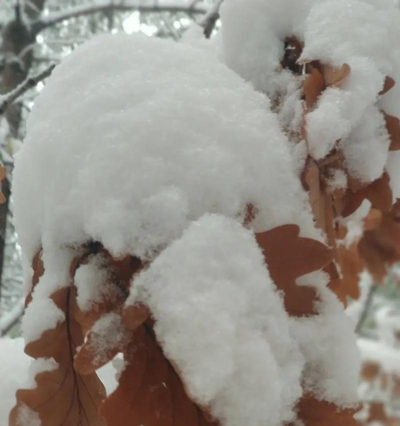 天阴和下雪天如何用手机拍出好照片？